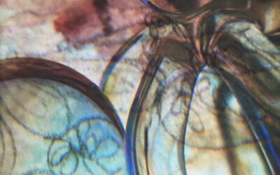 Featured Member Exhibition: Amy Schmutte